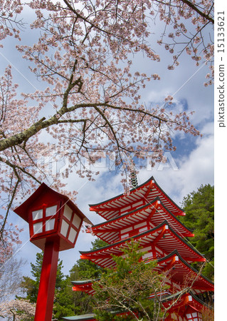 櫻花盛開Shinclakuyama淺間神社 櫻花盛開Shinclakuyama淺間神社 15133621