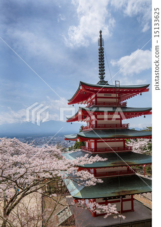 Sakura is in full bloom Shinclakuyama Asama Shrine 15133625