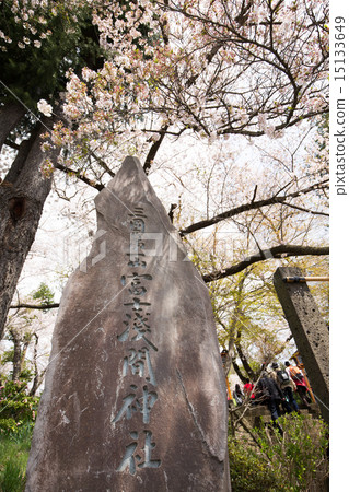 Sakura is in full bloom Shinclakuyama Asama Shrine 15133649