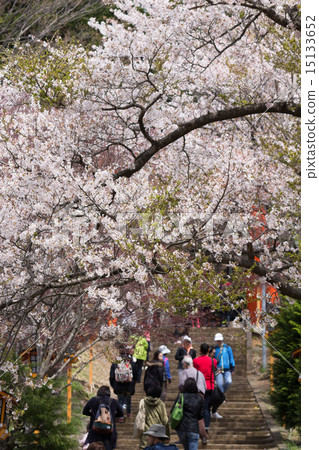 Sakura is in full bloom Shinclakuyama Asama Shrine 15133652