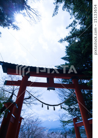 Sakura is in full bloom Shinclakuyama Asama Shrine 15133654