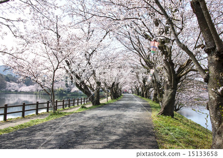 Tateioka自然公園Sakura沒有Para樹 Tateioka自然公園Sakura沒有Para樹 15133658