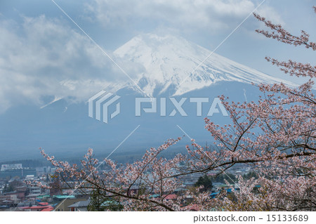 Sakura is in full bloom Shinclakuyama Asama Shrine 15133689