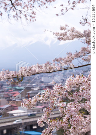 櫻花盛開Shinclakuyama淺間神社 櫻花盛開Shinclakuyama淺間神社 15133694