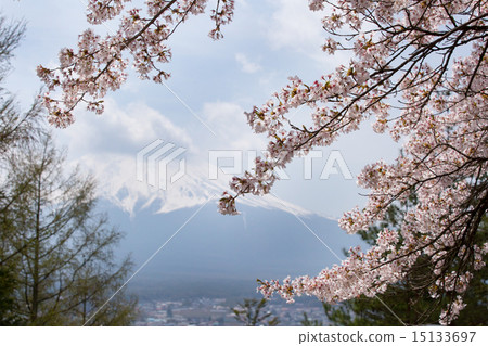 櫻花盛開Shinclakuyama淺間神社 15133697