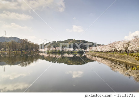 Tachioka Nature Park 900 scenery nationwide cherry blossoms 15133733