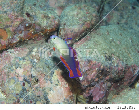 Akebonohaze 15133853