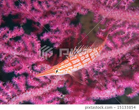 Kudagonbe和珊瑚 15133854