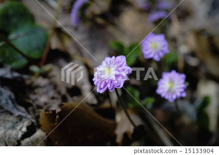 雪种族 雪种族 15133904