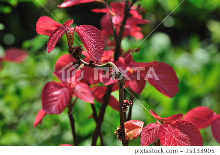 The young leaves of the large leaf Red-cypress (Oobarewishigawa) The young leaves of the large leaf Red-cypress (Oobarewishigawa) 15133905