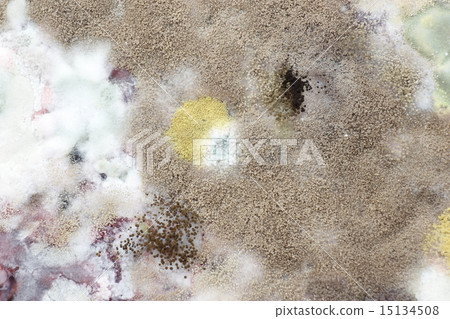 Moldy from juice Moldy from juice 15134508