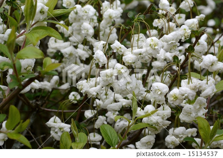 Shimimibana 15134537