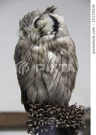 Owl 15135026