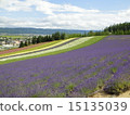 薰衣草 15135039