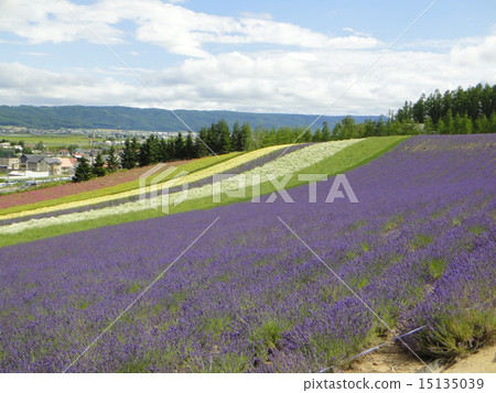 薰衣草 薰衣草 15135039