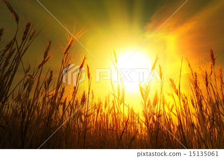 Wheat field under cloudscape Wheat field under cloudscape 15135061