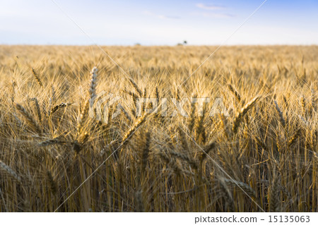 Wheat field under cloudscape Wheat field under cloudscape 15135063