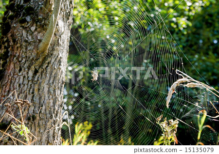 Close-up cobweb view Close-up cobweb view 15135079