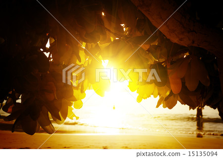 Mahe island, Seychelles. Sunset beach. Palms. 15135094