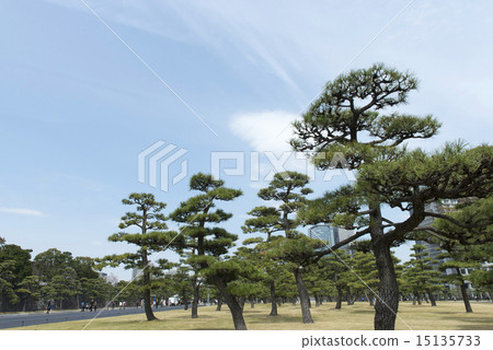 松樹 南歐黑松 天空 15135733