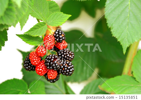 黑莓成熟 15135851