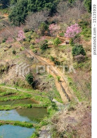 春天岡岡公園 15135939