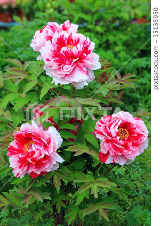Peony flower 15135950