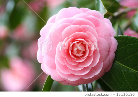 乙女山茶花 15136156