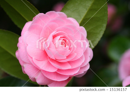 乙女山茶花 15136157