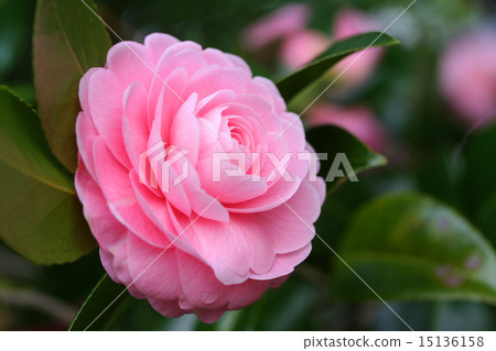 Otome Camellia Flower 15136158