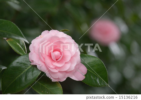 Camellia 15136216