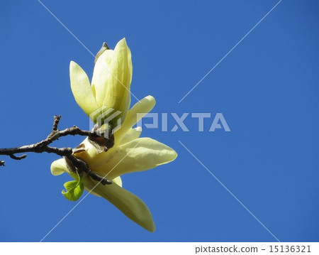 木蘭（1） 15136321