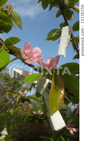 Blurred flowers 15136356