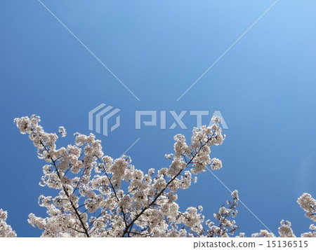 Cherry blossoms and sky of Oei Bucho Central Seaside Park (4) Cherry blossoms and sky of Oei Bucho Central Seaside Park (4) 15136515