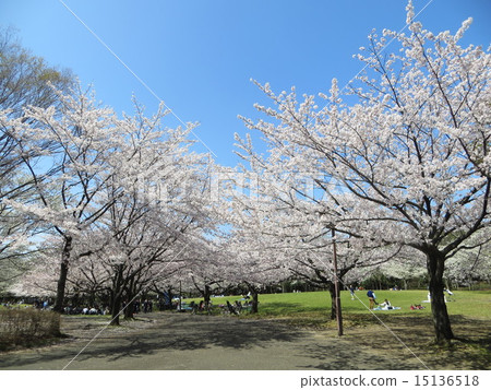 Cherry blossoms and sky of Oei Bucho Central Seaside Park (7) Cherry blossoms and sky of Oei Bucho Central Seaside Park (7) 15136518