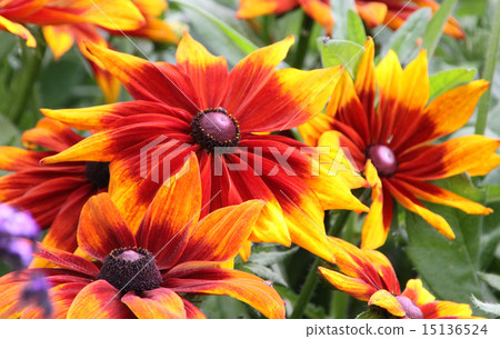 Rudbekia·卡布奇諾 15136524