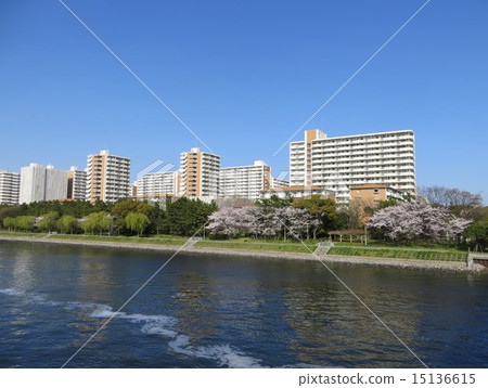 Yashio Park Town和Keihin運河和櫻花 Yashio Park Town和Keihin運河和櫻花 15136615