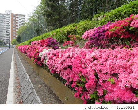 Yashio Park Town的杜鵑花（5） 15136621