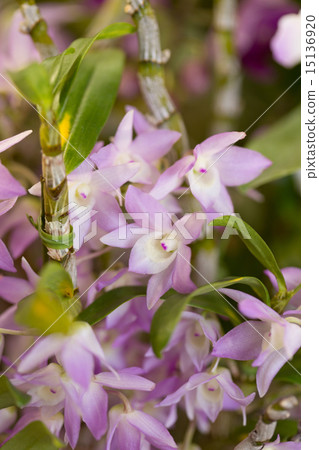 石斛蘭花 石斛蘭花 15136920