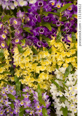 Dendrobium flowers Dendrobium flowers 15136922