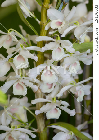 Dendrobium flowers 15136933
