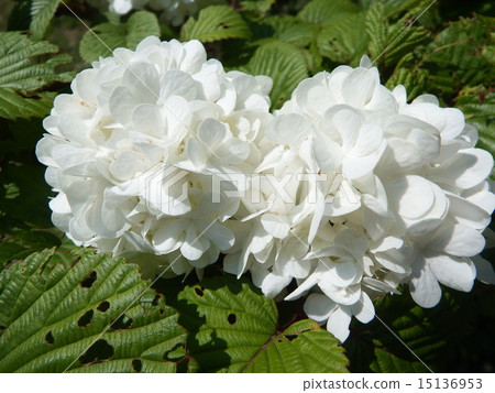 The flower language is "I swear." It is the best flower of flowers to give to a lover. The flower language is "I swear." It is the best flower of flowers to give to a lover. 15136953