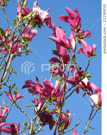 鮮花的語言是“熱愛自然”“可持續性”。木蘭花盛開大。 鮮花的語言是“熱愛自然”“可持續性”。木蘭花盛開大。 15136958