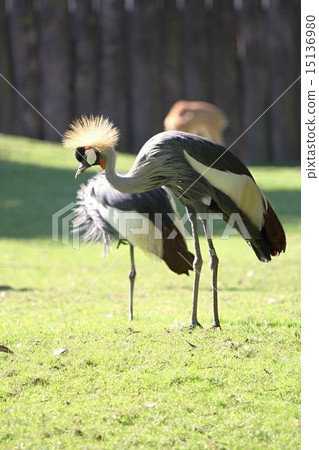 grey crowned crane 15136980