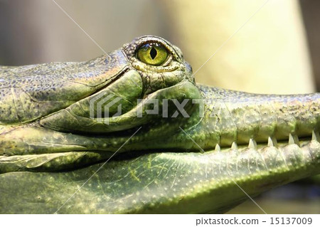 gavial gavial 15137009