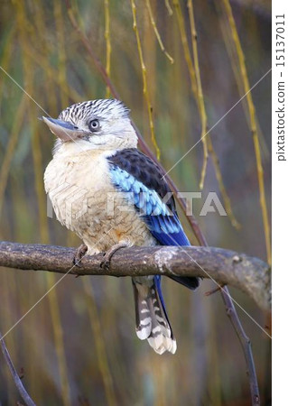 blue-winged kookaburra 15137011