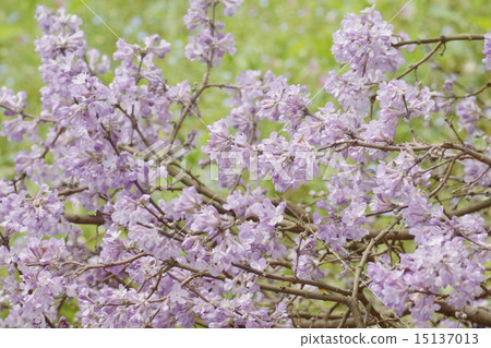 Fujimodoki (chokey) 01 15137013