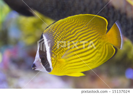 蝴蝶魚 蝴蝶魚 15137024