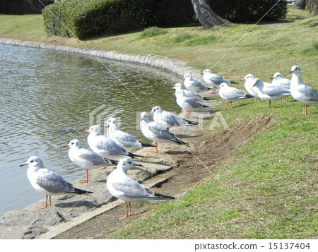 Migratory birds of Inage Parks are starting to turn into summer wings Migratory birds of Inage Parks are starting to turn into summer wings 15137404