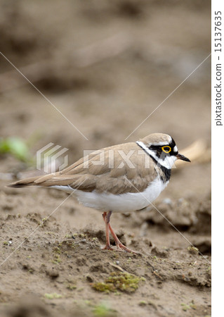 金眶鴴 金眶鴴 15137635